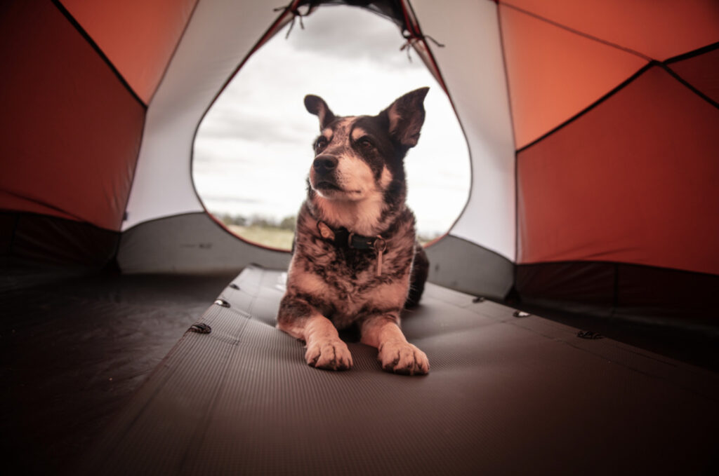 Camping dog