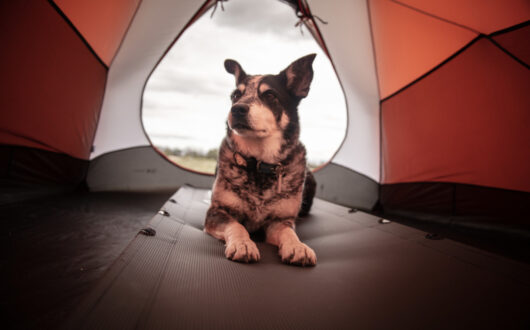 Camping dog