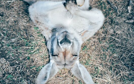Kangaroo relaxing pexels-angello-4018916