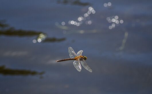 dragon fly over water-2102436_1920